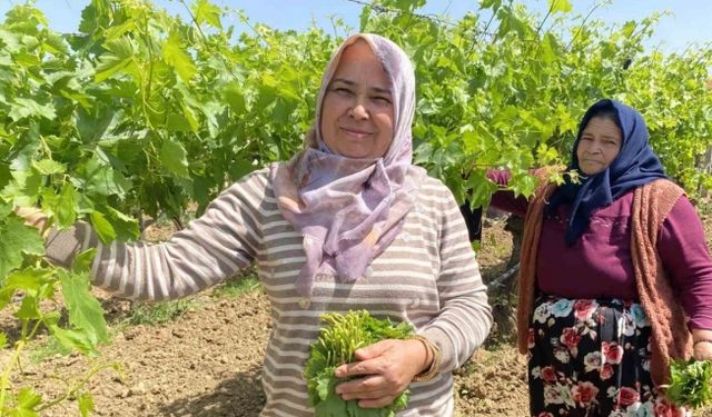 Yaprağı meyvesinden daha çok kazandırıyor