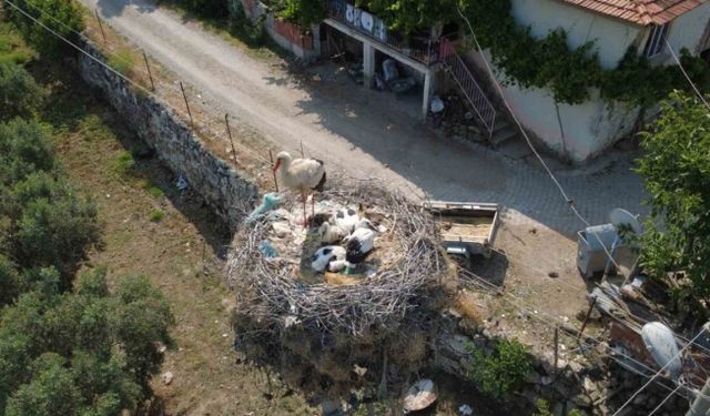 Çeyrek asırlık leylek yuvası mahallenin simgesi oldu