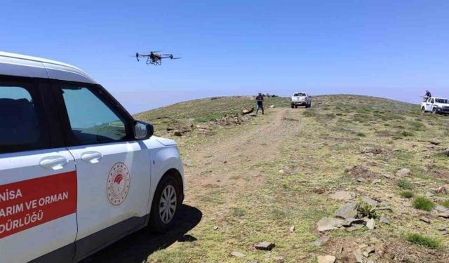 Manisa’da çekirgeye karşı havadan ve karadan mücadele