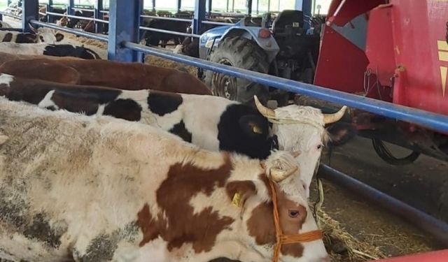 Selendi’nin 8 mahallesinde şap alarmı