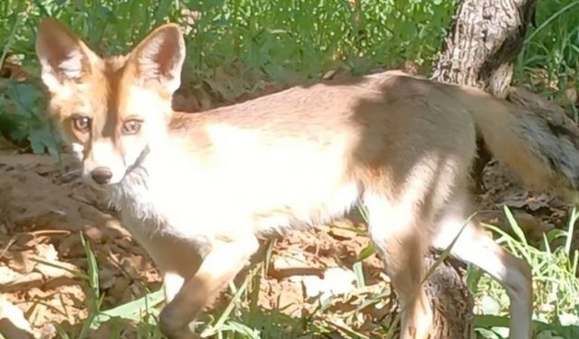 Tilkiyle göz göze geldi konuşarak uğurladı