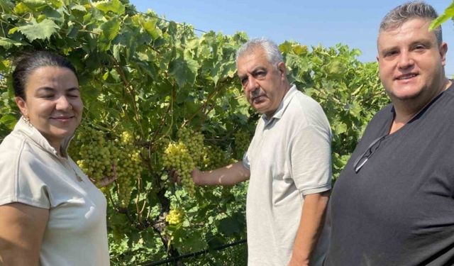 40 yaşından sonra okuyup kalıntısız üzüm yetiştirdi