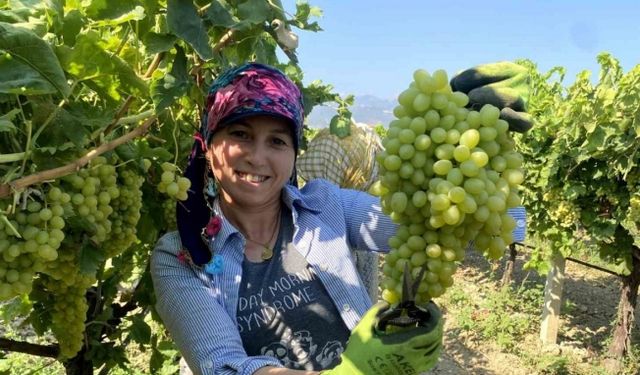 Manisa’nın dünyaca ünlü çekirdeksiz sofralık Sultaniye üzümünde hasat başladı