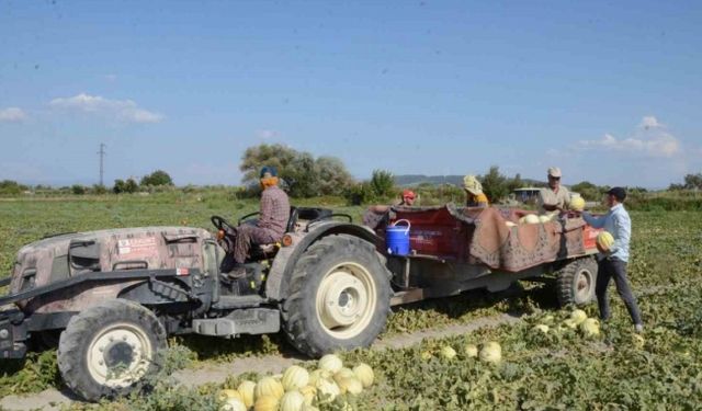 Türkiye, kavuna doyacak