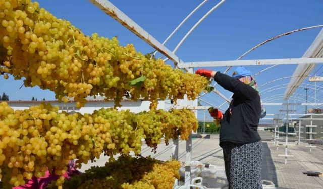Tel sergiyle üzüm 1 numara yükseliyor