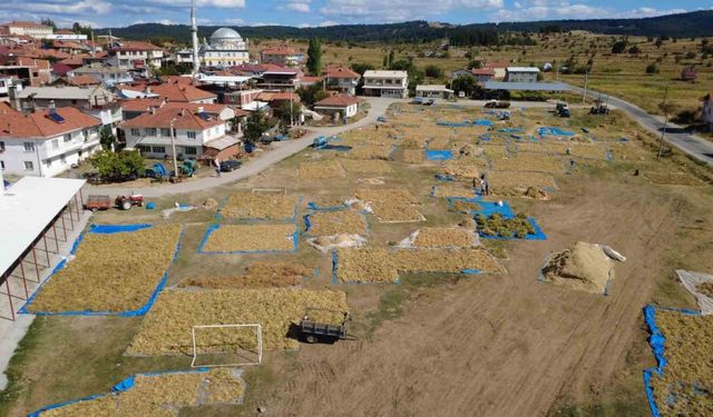Demirci’nin yaylalarında yetişen kuru fasulyede hasat başladı