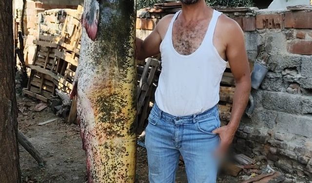 Manisa’da oltayla 2 metrelik yayın balığı yakaladı