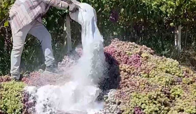 Manisa’da yasaklı ilaç kullanılan 6 ton üzüm imha edildi