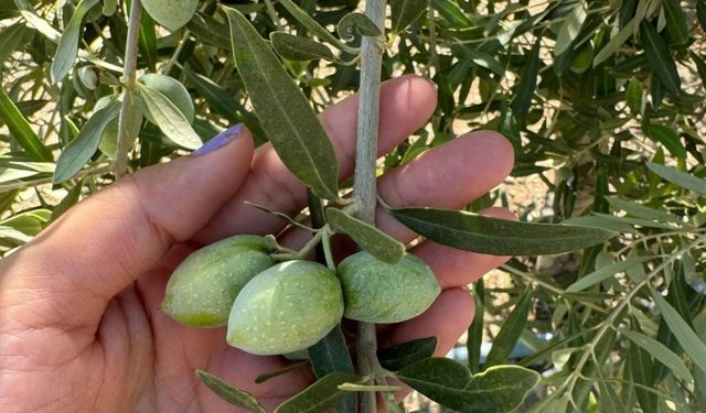 Manisa’da zeytinde rekolte çalışmaları başladı