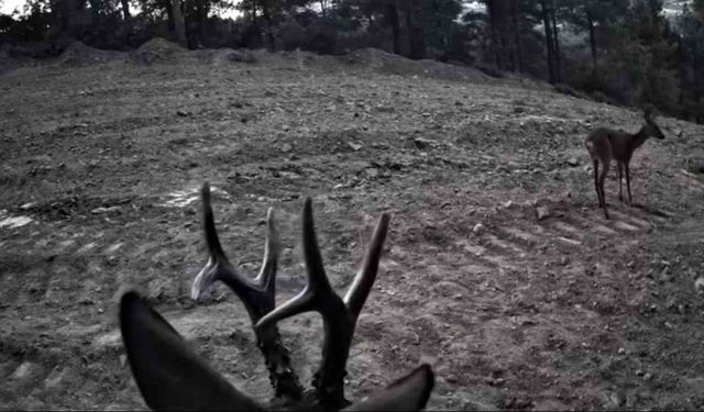 Tekirdağ’da fotokapanlara yansıyan karacalar görüntülendi
