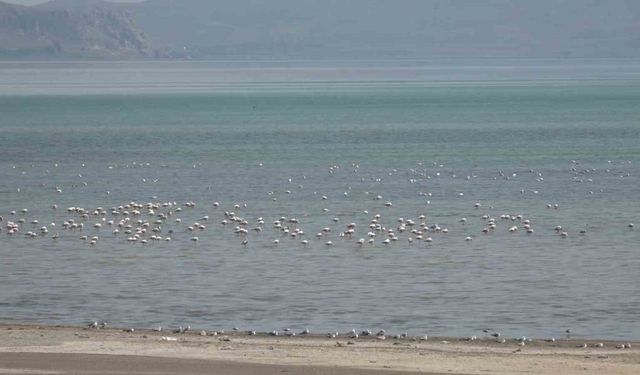 Van Gölü Havzası misafirlerini ağırlıyor