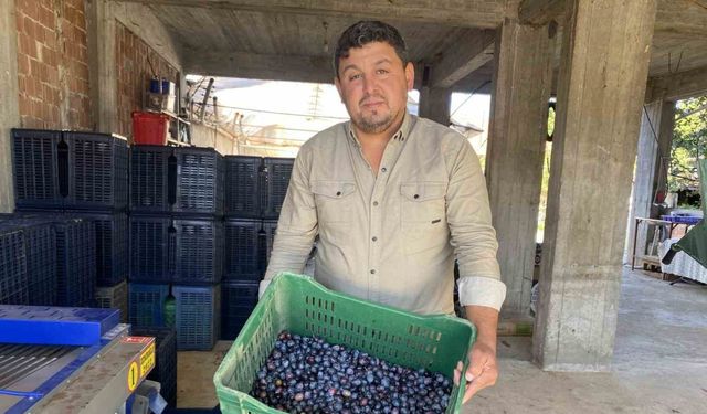 Alaşehir’de zeytinde rekolte düşük, kalite yüksek