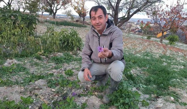 Demirci’de safran çiçeği yetiştirildi