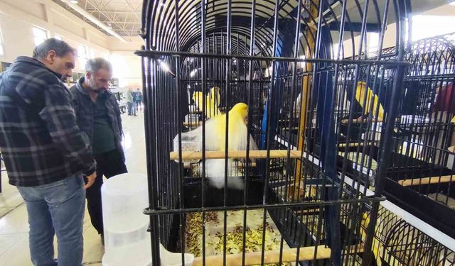 Manisa’da 3 bin kanarya yarıştı