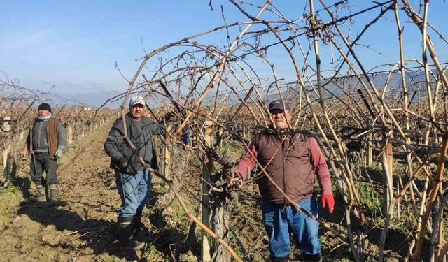 Sarıgöl’de bağ budama işçi ücretleri belli oldu