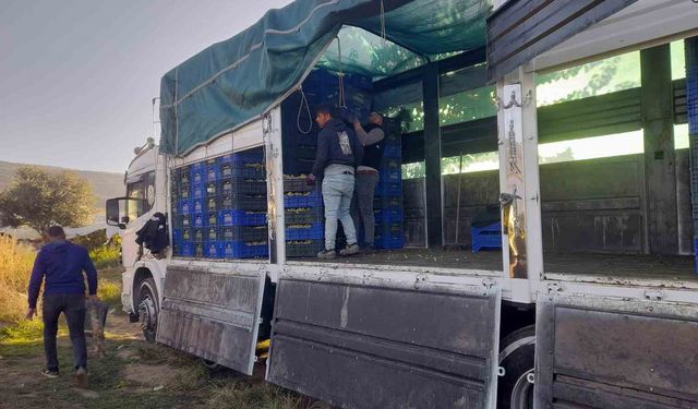 Sarıgöl’de örtüaltı üzüm hasadı devam ediyor