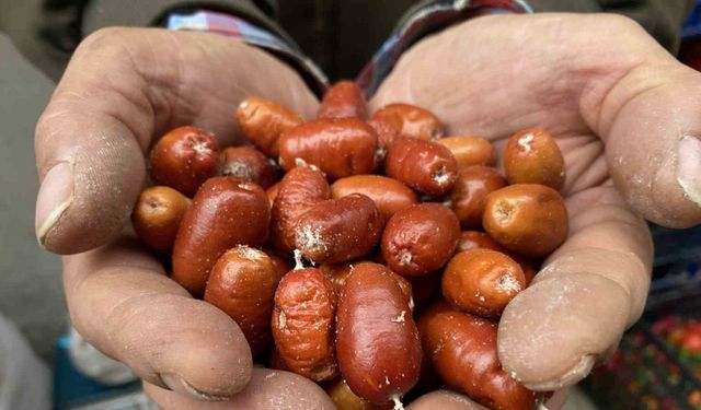 Alaşehir’de iğde ağaçlarının sayısı her geçen gün azalıyor