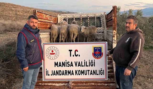 Manisa'da çalınan koyunlar, jandarma tarafından bulundu