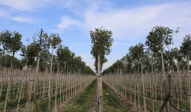 Muradiye Fidanlığı geleceğe nefes olmaya devam ediyor