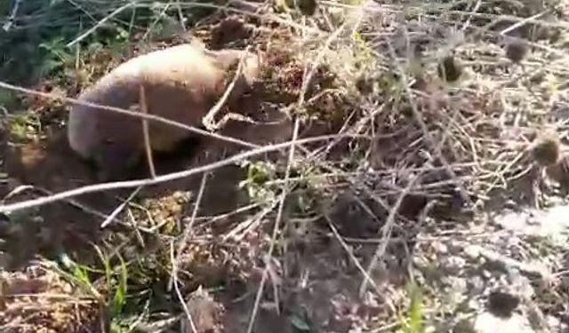 Yer altının gizemli canlısı Manisa'da ortaya çıktı