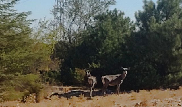 Kızıl geyikler Spil’de görüntülendi