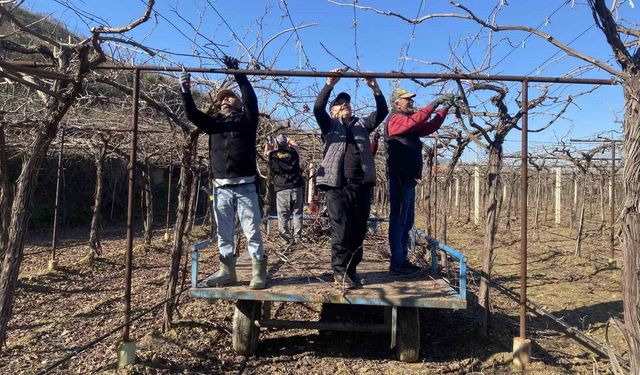 Alaşehir'de yağmur ve kar çiftçiye umut oldu