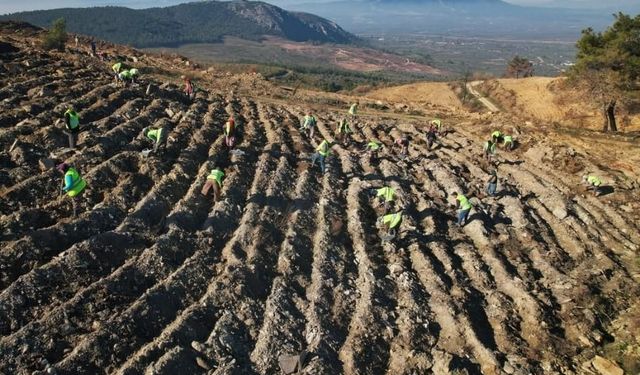 Akhisar'da yanan alanlar yeniden yeşeriyor: 2 milyon 325 bin fidan toprakla buluşacak