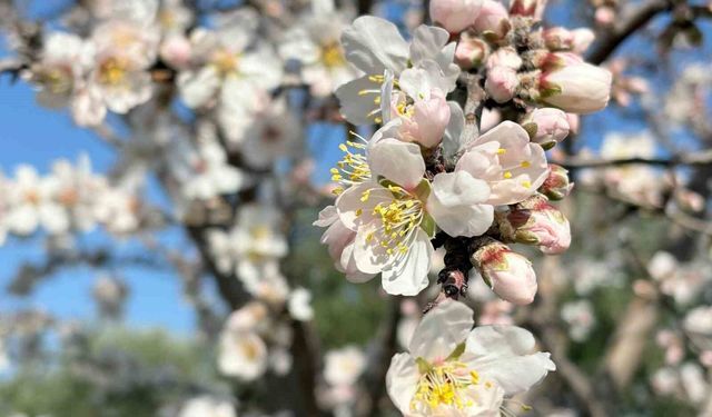 Erken çiçek açan badem ağaçları üreticiyi tedirgin etti