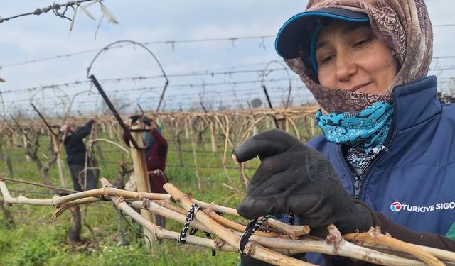 Sarıgöl Ovası'ndaki bağlarda hummalı çalışma