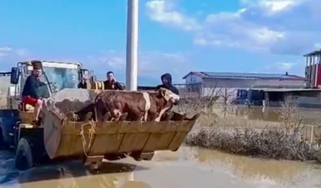 Selde mahsur kalan inekler boğulmaktan kurtarıldı