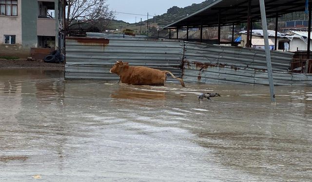 Şiddetli yağışlar Kula'da taşkınlara yol açtı