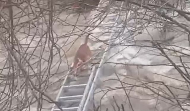 Turgutlu'da derede mahsur kalan köpek kurtarıldı