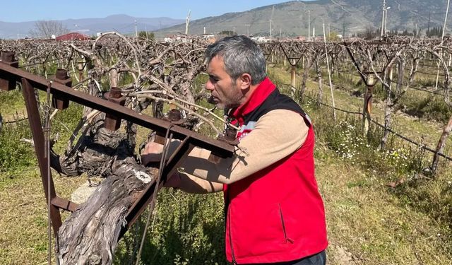 Bağlarda hastalık ve zararlı kontrolü yapılıyor