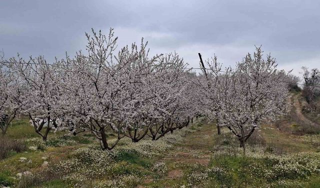 Erken çiçek açan ağaçlar don tehlikesiyle karşı karşıya