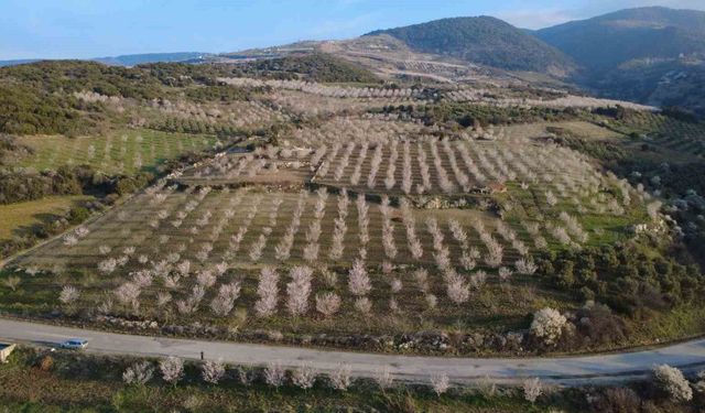 Manisa'da badem ağaçları çiçeklerle bezendi