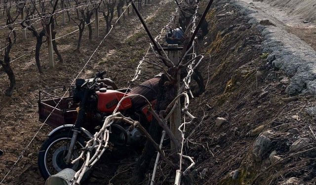 Manisa'da sepetli motosiklet üzüm bağına uçtu: 1 ölü