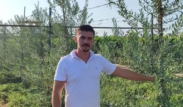 Sarıgöl'de 'bodur' zeytin dönemi