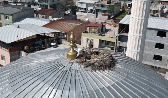 Kubbedeki leylekler mahalle yaşantısına renk katıyor