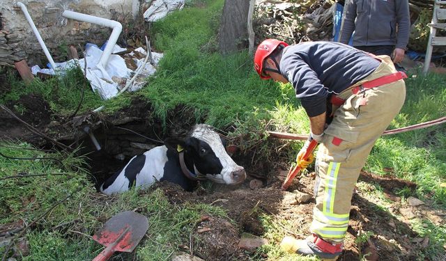 Kuyuya düşen 7 aylık gebe inek kurtarıldı
