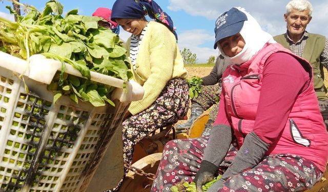 Sarıgöl'de tütün dikimi başladı