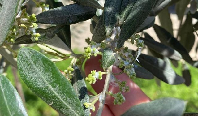 Sarıgöl'de zeytin üreticileri pamuklu bit zararlısına karşı uyarıldı