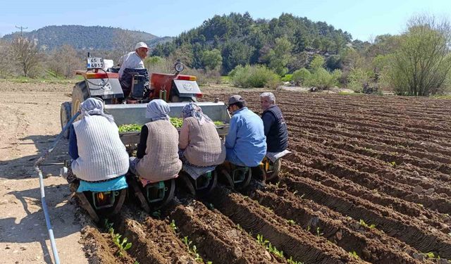 Selendi'de tütün mesaisi başladı