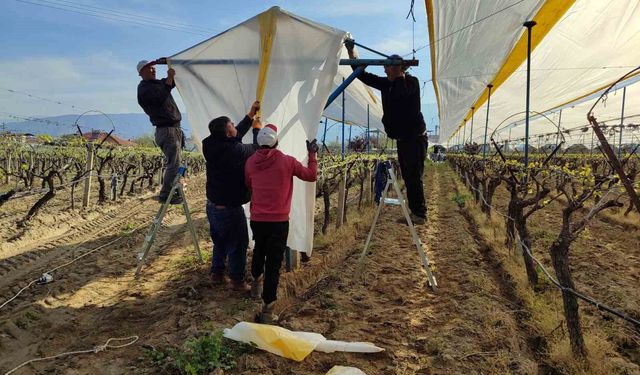 Üzümün başkentinde bağlar tüllerle kaplanıyor