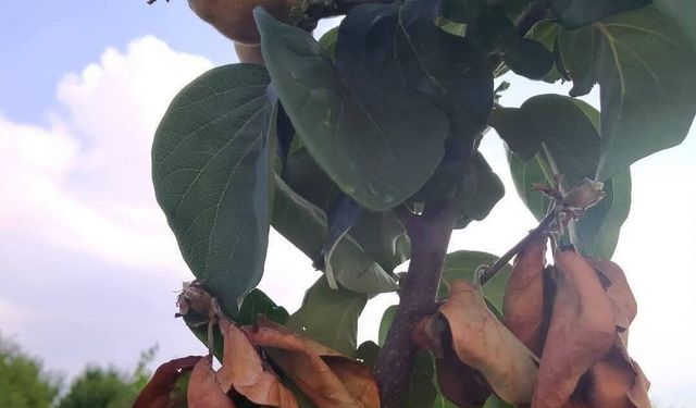 Salihli İlçe Tarım'dan üreticilere hastalık uyarısı