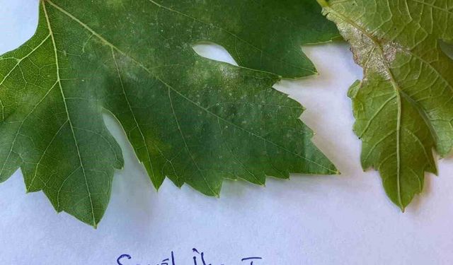 Sarıgöl'de bağcılar için salkım güvesi uyarısı