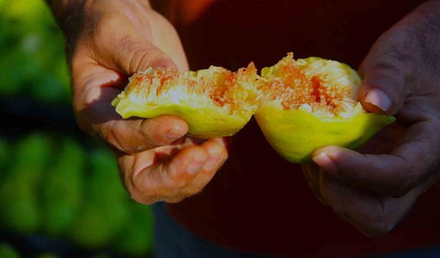 Dünyanın ilk incirinde son hasat bereketi