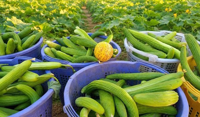Emcelli'nin doğal acuru tezgahlardaki yerini aldı