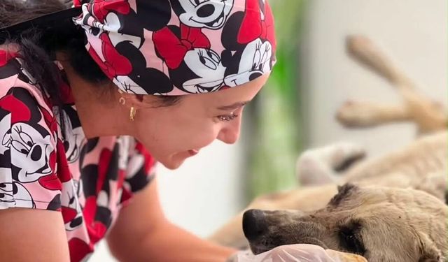 Gözüne bağ çubuğu saplanan köpek yeniden hayata tutundu