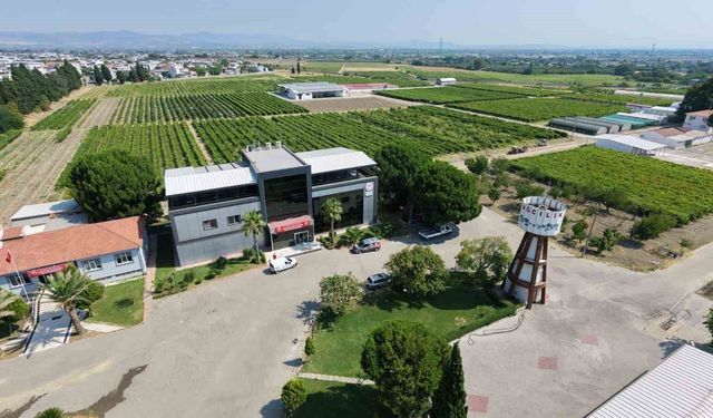 Manisa'dan dünyaya üzüm ihracatı başladı