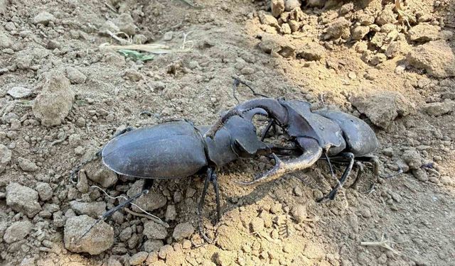 Nesli tükenme tehlikesi altındaki geyik böceği Gördes'te görüldü